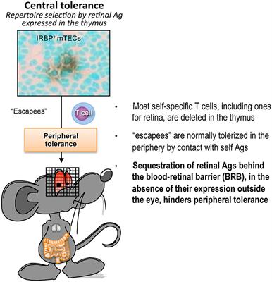 Tolerance Induction in Relation to the Eye